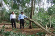 Cao su Bà Rịa lập phương án bảo vệ vườn cây trước bão số 13